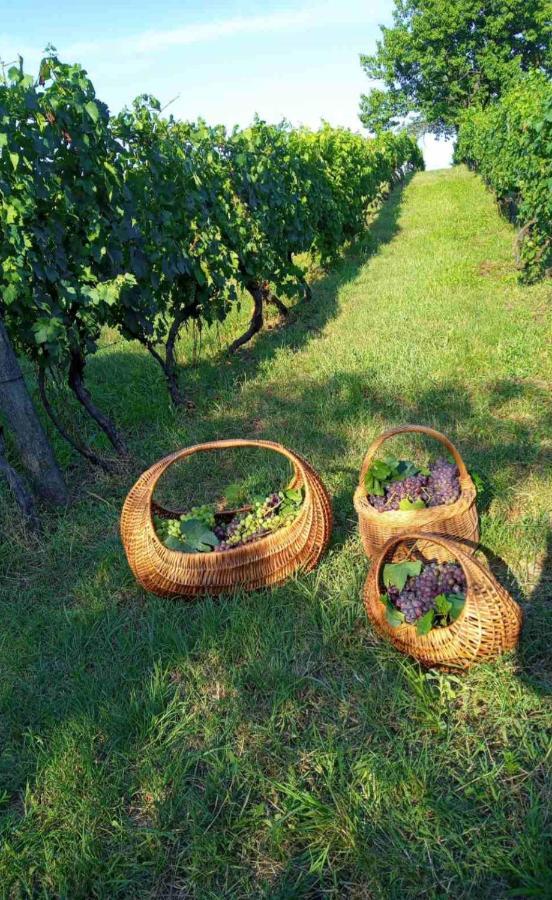 Apartament Izvor Ilok Zewnętrze zdjęcie